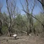 O dronă rusească a intrat în România. Alertă RO-Alert în județul Tulcea