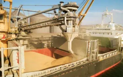 Prețurile la export pentru cereale au crescut în volum, nu şi în preţuri într-un an cu producție record