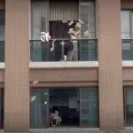 O femeie aruncă peste 160.000 de dolari de la balcon după o ceartă cu soțul