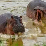 Un miliardar indian oferă salvare pentru 80 de hipopotami ai lui Escobar