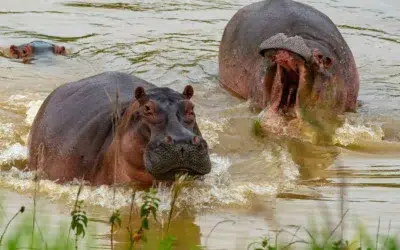 Un miliardar indian oferă salvare pentru 80 de hipopotami ai lui Escobar