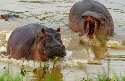 Un miliardar indian oferă salvare pentru 80 de hipopotami ai lui Escobar
