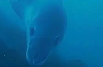 O focă leopard de mare de 4 metri i-a urmărit pe cercetători până la mal în Antarctica