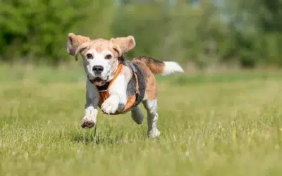 O familie din Anglia oferă 70.000 de euro pe an și casă gratis pentru un îngrijitor de câine