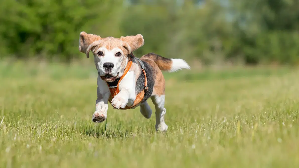 O familie din Anglia oferă 70.000 de euro pe an și casă gratis pentru un îngrijitor de câine