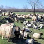 Greutatea ideală unui miel pentru Paşte este de peste 10 kilograme