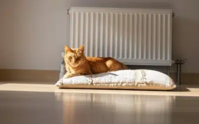 Un motan dispărut de 7 ani s-a reunit cu familia după o aventură de 4.000 km