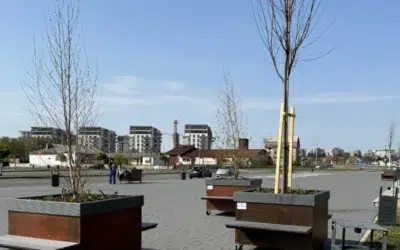 „Pădurea urbană mobilă” din Oradea costă 2.600 de euro pe copac