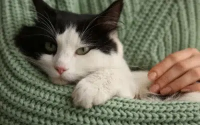 O pisică dispărută acum 11 ani a fost regăsită la 120 km de casă