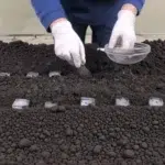 Trucul cu cubul de gheață care asigură o recoltă bogată de morcovi