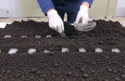 Trucul cu cubul de gheață care asigură o recoltă bogată de morcovi