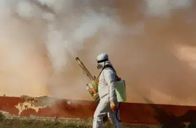 Ploșnițele invadează Bucureștiul costul real al eradicării este de 960 de lei