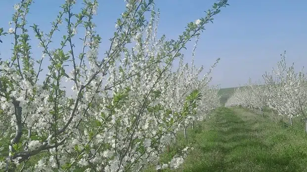 pret motorina fermieri
