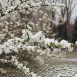 Cum arată prognoza meteo pentru următoarele patru săptămâni?