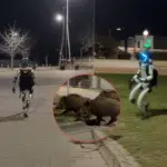 În Polonia, robotul Edward alungă mistreții, aducând reacții online