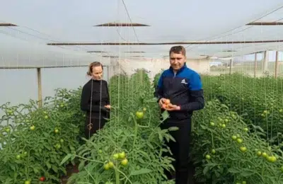 Un fermier din Olt vinde primele roșii din 2026 cu 50 de lei kilogramul