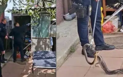 Un șarpe de 2 metri a băgat spaima într-o femeie din Galați