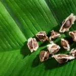 Soluția pentru microplasticele din apă vine de la un copac miraculos