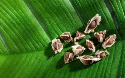 Soluția pentru microplasticele din apă vine de la un copac miraculos