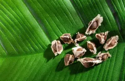 Soluția pentru microplasticele din apă vine de la un copac miraculos