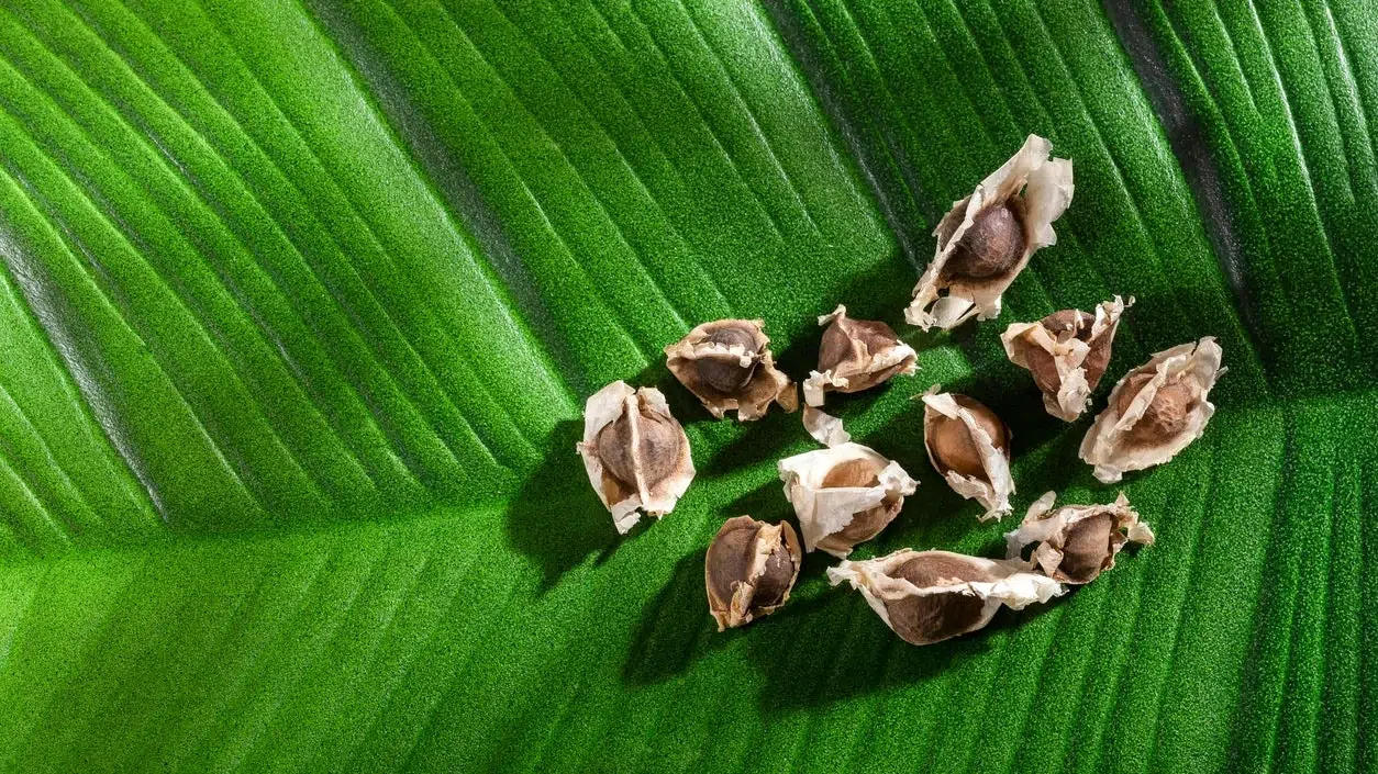 Soluția pentru microplasticele din apă vine de la un copac miraculos