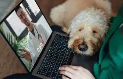 Costurile veterinare depășesc 4.000 de dolari anual, însă când este cazul să te ajute telemedicina?