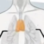 Organul uitat care reduce riscul de deces cu 50% ar putea fi cheia longevității