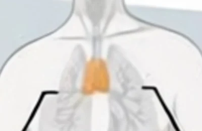 Organul uitat care reduce riscul de deces cu 50% ar putea fi cheia longevității