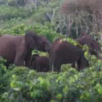 Un vânător milionar de 75 de ani, ucis de o turmă de elefanți în Gabon