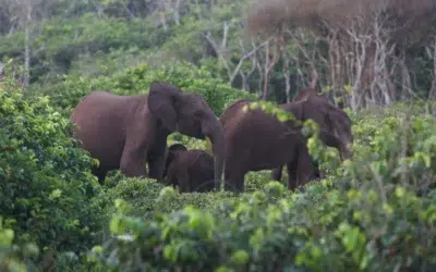Un vânător milionar de 75 de ani, ucis de o turmă de elefanți în Gabon