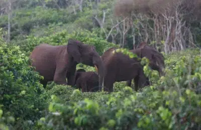 Un vânător milionar de 75 de ani, ucis de o turmă de elefanți în Gabon