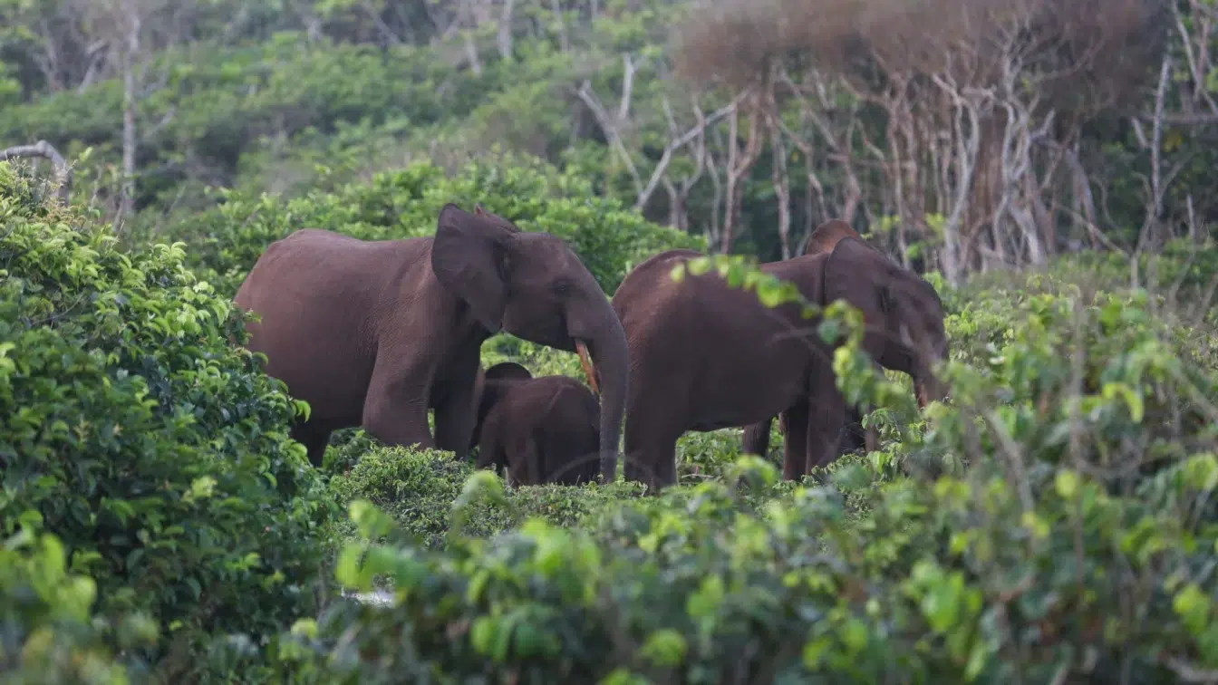 Un vânător milionar de 75 de ani, ucis de o turmă de elefanți în Gabon