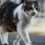 Secretul unei vieți cu 3 ani mai lungi pentru pisici, dezvăluit de cercetători