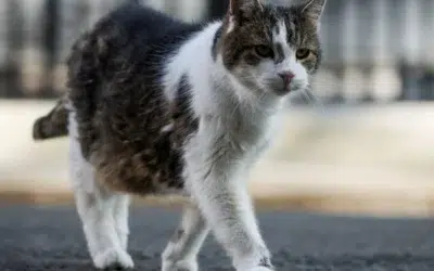 Secretul unei vieți cu 3 ani mai lungi pentru pisici, dezvăluit de cercetători