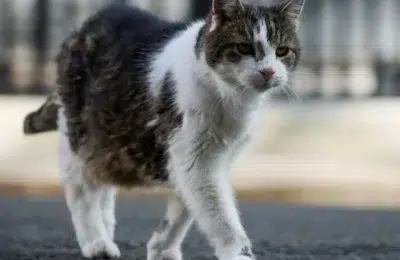 Secretul unei vieți cu 3 ani mai lungi pentru pisici, dezvăluit de cercetători