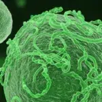 OMS declara stare de urgenta pentru noul focar de Ebola. 100 de persoane au murit in Congo