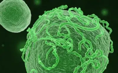OMS declara stare de urgenta pentru noul focar de Ebola. 100 de persoane au murit in Congo