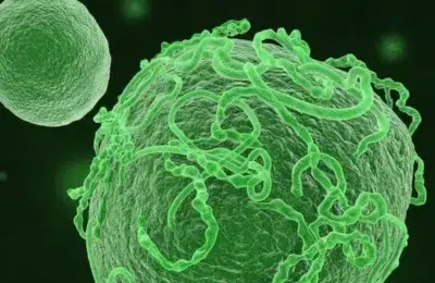 OMS declara stare de urgenta pentru noul focar de Ebola. 100 de persoane au murit in Congo