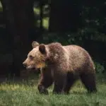 Cioban din Salaj cercetat pentru braconaj. A ucis cu toporul un urs care i-a atacat oile