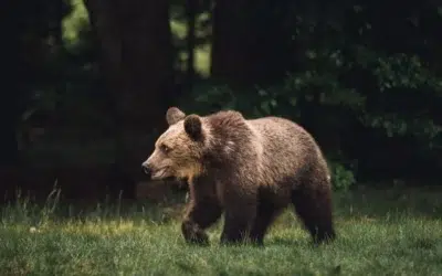 Cioban din Salaj cercetat pentru braconaj. A ucis cu toporul un urs care i-a atacat oile