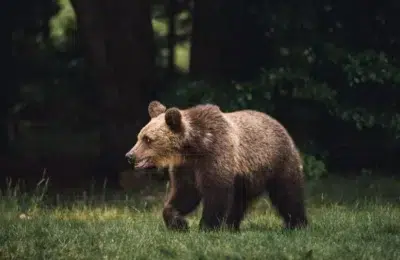 Cioban din Salaj cercetat pentru braconaj. A ucis cu toporul un urs care i-a atacat oile