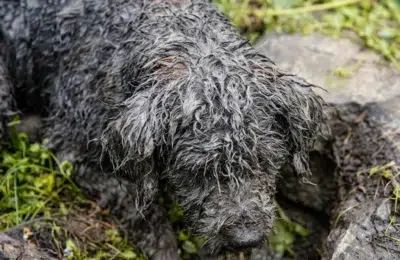 Copilul de 5 ani dispărut în Sibiu a fost găsit în viață. Pompierii au salvat și un câine din noroi