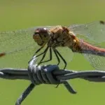 Avertisment dur al cercetatorilor. Ce se intampla cu 35 la suta din speciile de insecte