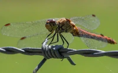 Avertisment dur al cercetatorilor. Ce se intampla cu 35 la suta din speciile de insecte