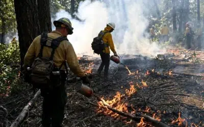 Serviciul Forestier al Statelor Unite a tăiat la jumătate suprafețele pe care se aplică arderi controlate