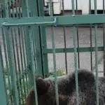 Urs capturat în curtea Școlii de Poliție din Câmpina. Animalul va fi relocat în siguranță