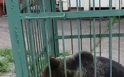 Urs capturat în curtea Școlii de Poliție din Câmpina. Animalul va fi relocat în siguranță