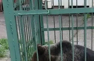 Urs capturat în curtea Școlii de Poliție din Câmpina. Animalul va fi relocat în siguranță
