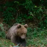 Tanczos Barna cere Comisiei Europene declasarea ursului brun. Romania are peste 10.600 de exemplare