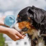 Cainii risca arsuri si coma la temperaturi de 40 de grade. Reguli anuntate de medicii veterinari